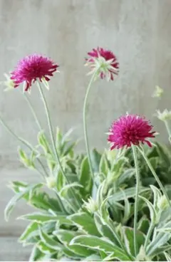 ひじき様 リクエスト 2点 まとめ商品