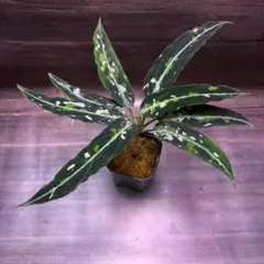 アグラオネマ ピクタム芋(10/12A)