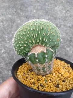 2025年最新】菊水 サボテンの人気アイテム - メルカリ