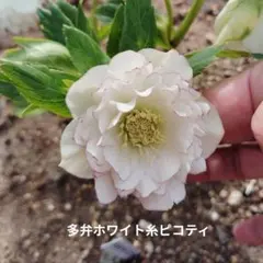 クリスマスローズ種子5☆DD極小デュメ系hybピコティ☆3粒☆おまけ付き