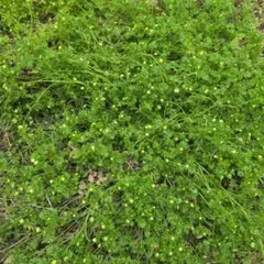 サン様専用 ソーダストリーム