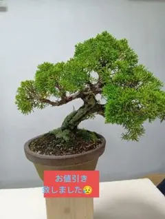 盆栽 日本カマツカ（樹高鉢底より約50cm）実つき - メルカリ