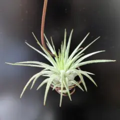 ティランジア ボブホルムズジュエル Tillandsia - メルカリ