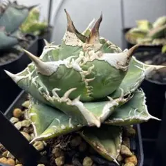 アガベチタノタ大白鯊　lize血統　親株　検)麻花龍　悪魔　スパチタ　清櫻　皇冠 アガベ・チタノタ 大白鯊／Lize血統（芽）-004｜agave titanota 大白鯊