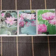 水に棲む花 第1~3巻 3冊セット