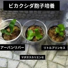 速達ビカクシダ胞子培養④ アーバンリバー マダガスカリエンセ リトルプリンセスのサムネイル