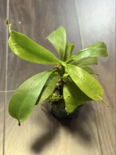rajah × ephippiata y's 山田食虫植物農園 - メルカリ