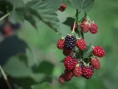 ♠ブラックベリーの苗♠ 春ピンクの小花から実へ