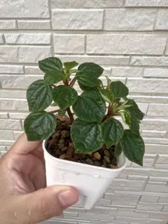 Top【選抜株】多肉植物　11573グリーンペッパー（ピーマン）　35個　鉢無し Top【選抜株】多肉植物 11573グリーンペッパー（ピーマン） 35個 鉢