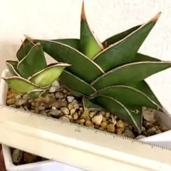 タ*ー様 サンスベリア　スノーホワイト　極上斑入り　輸入株　高級SSS級　ロリダ サンスベリア スノーホワイト 極上斑入り 輸入株 高級SSS級 ロリダ