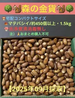 71. 森の金貨　マテバシイ　いぱ〜い約450個以上　1.5kg 洗浄煮沸消毒無