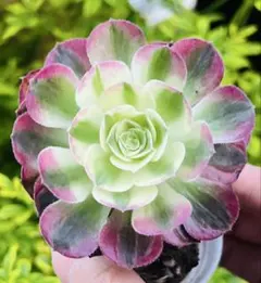 レア新種❤️海王④❤️シーキング　アクアマン　アエオニウム　抜き苗　多肉植物 ④多肉植物／アエオニウム ／シーキング錦（海王錦）／抜き苗／第四種
