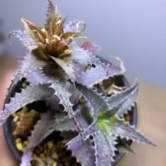 抜き苗 Orthophytum harleyi オルソフィツム ハーレイ - メルカリ