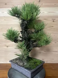 2025年最新】錦松盆栽の人気アイテム - メルカリ