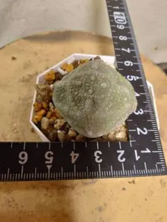 2025年最新】プセウドリトス ミギウルティヌスの人気アイテム