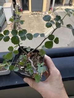 珍奇植物‼️レア種　ハンバティ・ミルラオリーブ　実生選抜株 さ*る様 人気植物‼️ ハンバティ・ミルラオリーブ 実生 - メルカリ