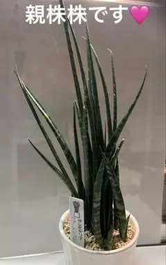 サンスベリア ファーンウッド 鉢植え 発根済①のサムネイル