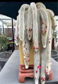 2026年最新】サボテン、の人気アイテム - メルカリ