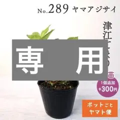 お湯わいとう？【ポットごとヤマト便289】ヤマアジサイ　幼苗　津江てまり ポットごとヤマト便289】ヤマアジサイ 幼苗 津江てまり 山紫陽花