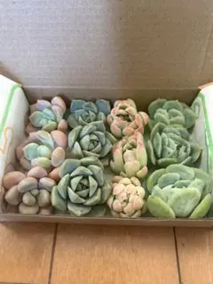 多肉植物 エケベリア カット苗詰め合わせのサムネイル