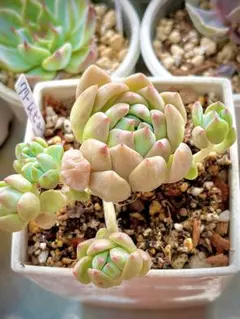 多肉植物　クリームビューティーのサムネイル