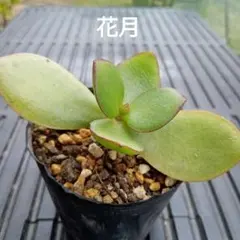 No.6　花月(金のなる木)　抜き苗　多肉植物のサムネイル