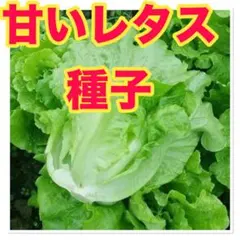 ばかちこん様 リクエスト 4点 まとめ商品