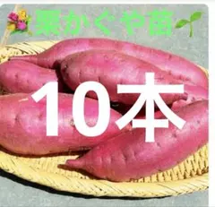 新鮮！　朝どれ無農薬空芯菜 5kg クール便 新鮮！ 朝どれ無農薬空芯菜 5kg クール便 - メルカリ