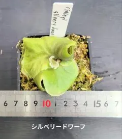 ビカクシダ、リドレイ　シルベリードワーフ苗②のサムネイル
