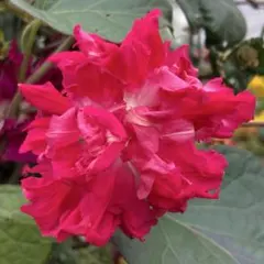 くるみ様 リクエスト 3点 まとめ商品