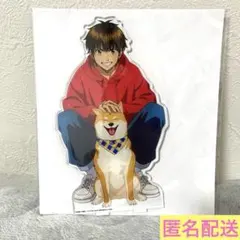 ②ダイヤのA ビッグアクリルスタンド 沢村栄純 GIGO限定 - メルカリ