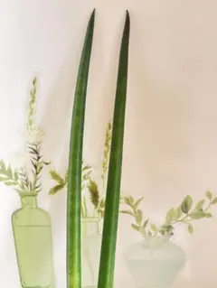 ★多肉植物*オシャレなスパゲッティ サンスベリア＊発根あり＊寄せ植えに♪のサムネイル