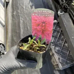 マルちゃん様 リクエスト 2点 まとめ商品