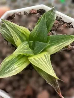 Top【選抜株】多肉植物 24770ブラックローズ 54個 鉢無し/脱土 - メルカリ