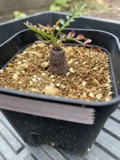 2026年最新】パキプス 根挿しの人気アイテム - メルカリ