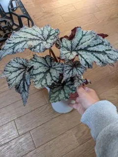 青光り】Begonia Pseud Longiciliata ベゴニア - メルカリ