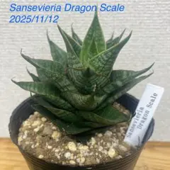 2025年最新】サンスベリア ドラゴンの人気アイテム - メルカリ