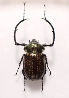 昆虫標本 大型 ヤンソニーテナガコガネ ヤンソンテナガコガネ - メルカリ