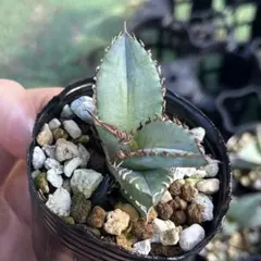 2025年最新】オテロイ実生の人気アイテム - メルカリ