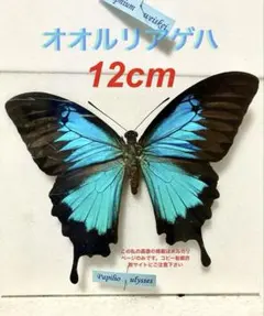 最終価格‼️【軽微色彩異常】ヒイロツマベニチョウ♂♀標本☆ブル島産