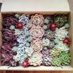 〘多肉植物〙カット苗セット大②　たっぷり詰め合わせ　宅急便コンパクト便送料込み