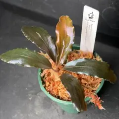 Bucephalandra sp. Kayulapis3 山水苑 TB1405 - メルカリ