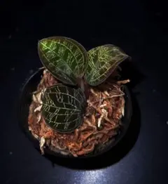 たか様 リクエスト 3点 まとめ商品