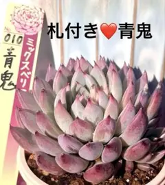 札付き❤️青鬼❤️ミックスベリア　おらいさん苗　脇芽付き　多肉植物　メルカリ便