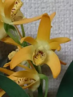 Tink様 リクエスト 2点 まとめ商品