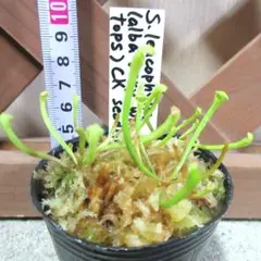 食虫植物 S. lecophylla alba 実生苗 4株 速達発送のサムネイル