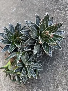 2026年最新】アガベ姫笹の雪の人気アイテム - メルカリ