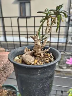 Hiro Kit様 リクエスト 2点 まとめ商品