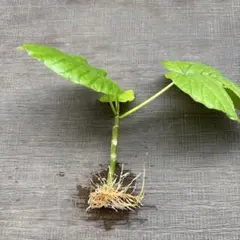【ウンベラータ　水耕栽培②】頂芽です　3枚の葉っぱ。のサムネイル