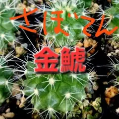2025年最新】サボテン 金鯱の人気アイテム - メルカリ
